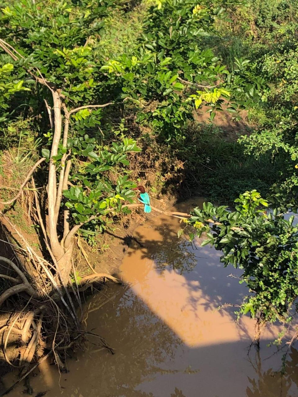 Canal Side Safari Resort 达瓦拉维 外观 照片