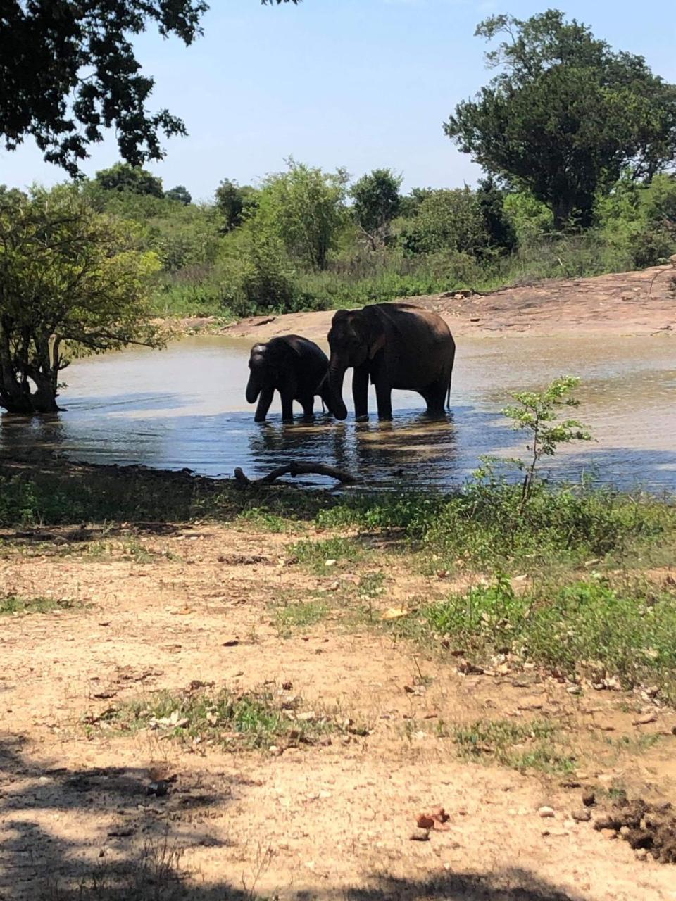 Canal Side Safari Resort 达瓦拉维 外观 照片